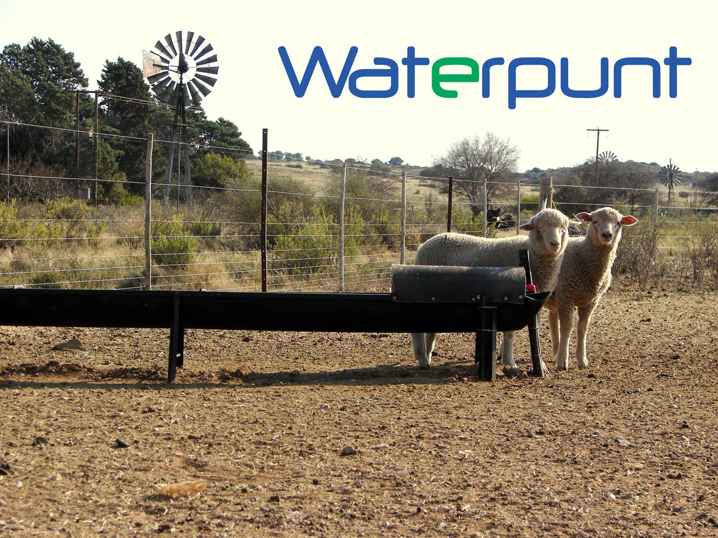 Skaapwaterkrippe